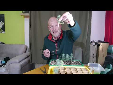 Der Fortschritt meiner Sämlinge