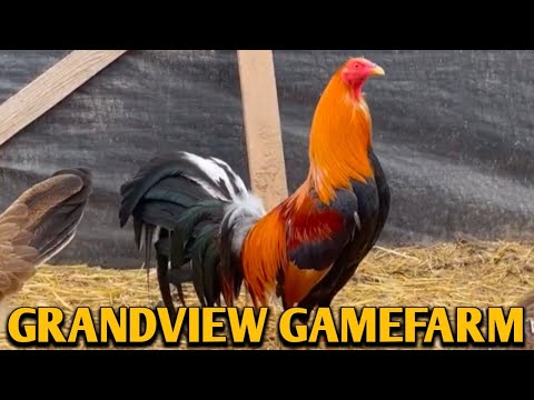 Sweater Yellow Legged Hatch - GRANDVIEW FARM