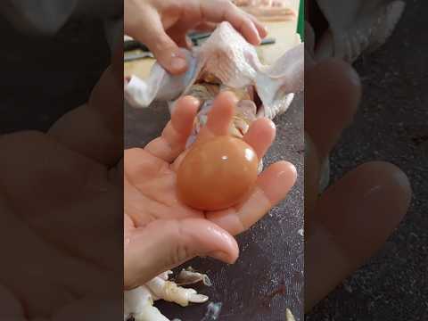 فراخ بلدي احمر عتاقي #chicken #دجاج