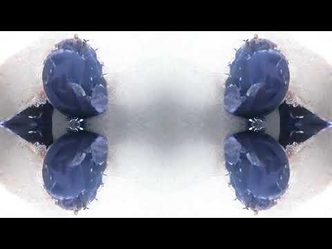 Worakls - Red Dressed Feat. Eivør (Ben Bohmer Remix)