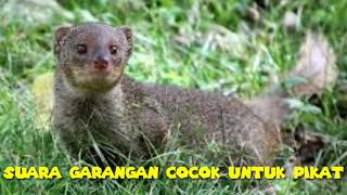 Download lagu Suara garangan untuk pikat mp3 Download lagu Suara garangan untuk pikat mp3