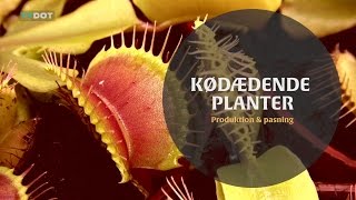 preview picture of video 'Kødædende planter til Odense Blomsterfestival - Produktion og pasning'