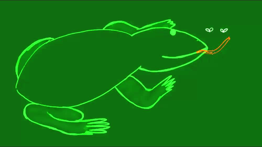 Sistema digestório dos Anfíbios - Vertebrados - Biologia