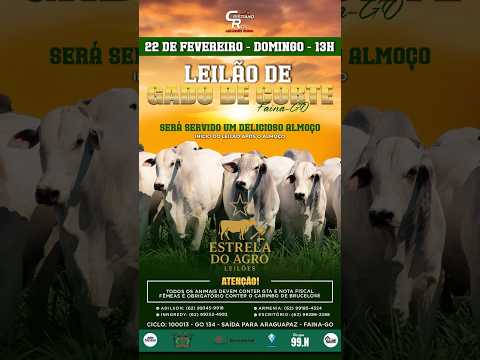 LEILÃO GADO DE CORTE ESTRELA DO AGRO LEILÕES  FAINA-GO 22/02/2026 | Leilão ao Vivo - Leilão de Gado