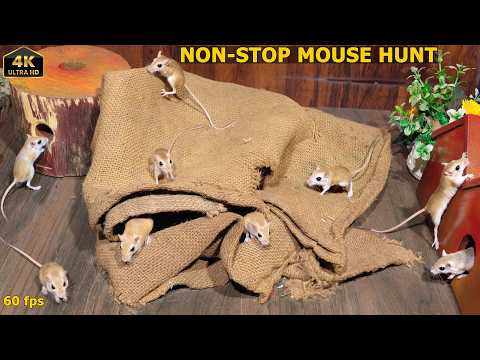 Cat TV Mouse Maze | Real Mice Hide & Seek | NON-STOP Mouse Hunt in 4K 60FPS (8 Hours)