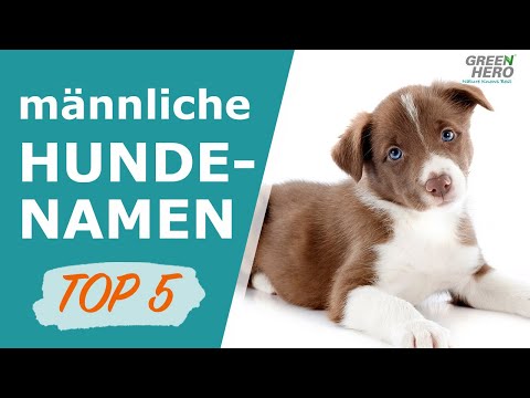 Männliche Hundenamen | TOP 5 der beliebtesten Hundenamen für Rüden 2020