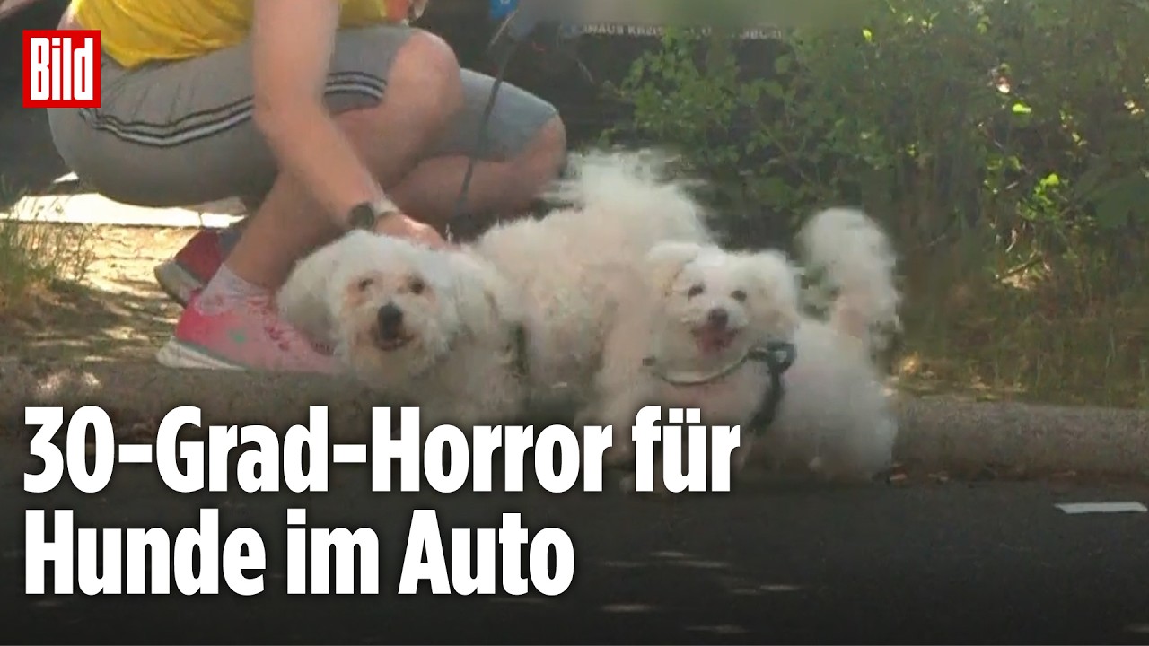 Frau lässt Hunde in heißem Auto zurück – Retter greifen ein!
