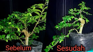 Download lagu Belajar Membuat Bonsai Pemula || Bonsai Serut mp3