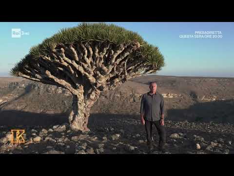 da Socotra: l'isola del sangue del drago di Fabio Toncelli @TerraIncognitaWeb