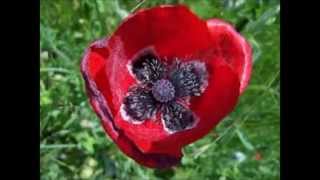 LPB - Amapola  - Pablo Coimbra