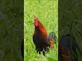 Rooster Crowing Compilation Animalsounds