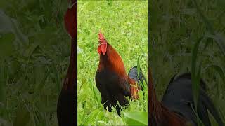 Download lagu Rooster crowing compilation #animalsounds mp3