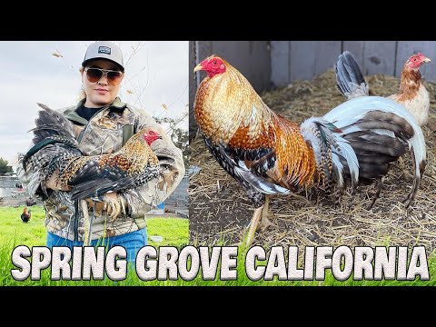 Beautiful Color Birds Dom Spring Grove Farm California Farm Visit