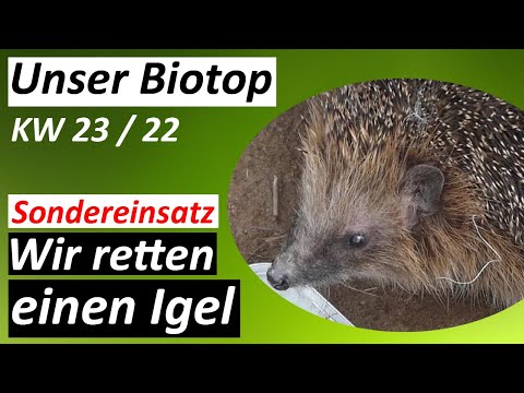 Igel Rettung - #Biotop - KW 23 / 2022