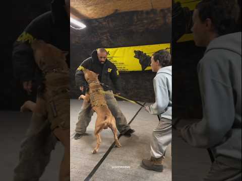 Dog training | Best dog training #dog #dogtraining #shorts