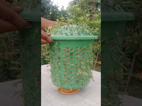 beautiful portulaca pot #portulaca  #grow #new #style #homegarden #video