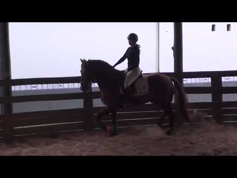 Mago HI parte 4-a Cavalos puro sangue Lusitanos - Coudelaria aguilar