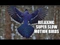 Relaxing Super Slow Motion Birds