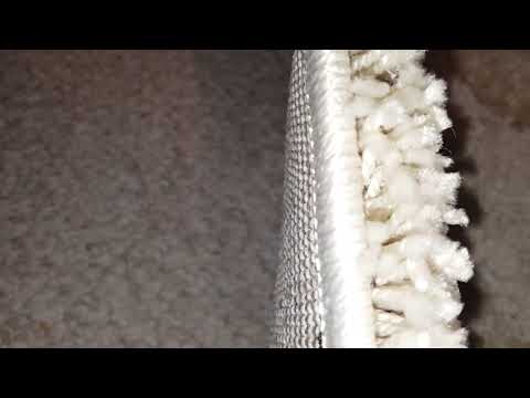 Acrobat Ants in Spring Lake, NJ