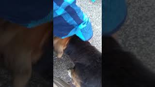 びーぐる犬の老犬