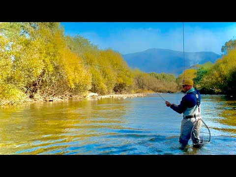 Stunning Autumn Fly Fishing for Brown Trout