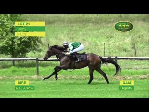 LOT 21 - COBY (A.P. Arrow - Dignify) (Filly)