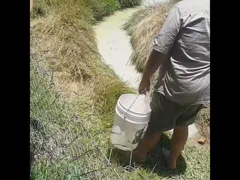 隠れた巨大なイリエワニ #ワニ #攻撃 #釣り #オーストラリア #魚 #食べ物 #自然