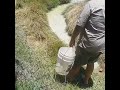 Huge Hidden Saltwater Crocodile Crocodile Attack Wildlife Animals