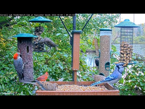 High-Traffic Morning In Sapsucker Woods At Cornell Feeders – Oct. 4, 2022