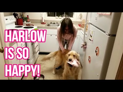 🏥 Home from the Hospital! | Taking a Rest/YouTube Break 🎬 (11/5/18)