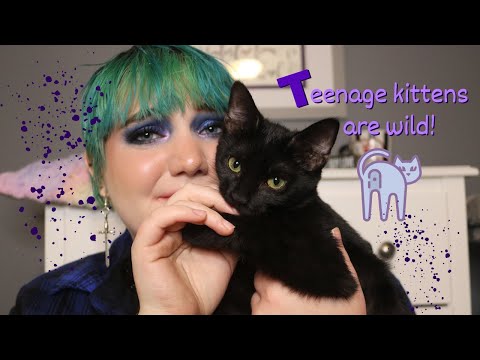 The Pros and Cons of Having TEENAGE KITTENS // is a teenage cat good for you?