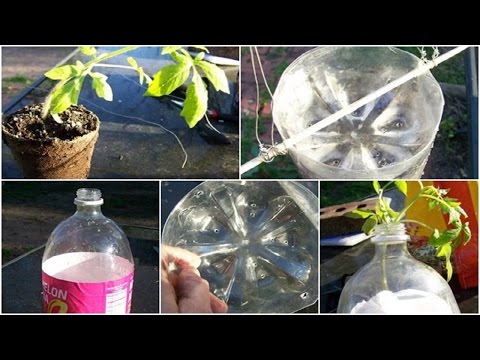 Cómo plantar tomates en botellas de plástico