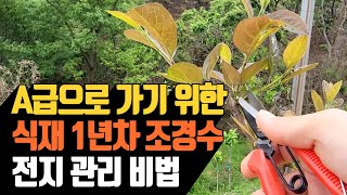 A급으로 가기 위한 식재 1년차 조경수 전지 관리 비법 |…