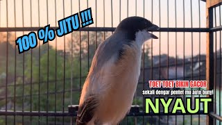 Download lagu cendet gacor TOETAN AMPUH full ISIAN, PANCINGAN CENDET AGAR BUNYI bikin BURUNG PENTET GACOR SEKETIKA mp3 Download lagu cendet gacor TOETAN AMPUH full ISIAN, PANCINGAN CENDET AGAR BUNYI bikin BURUNG PENTET GACOR SEKETIKA mp3