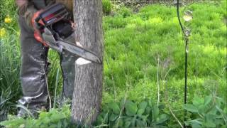 Cutting An Easy Small Diameter Tree