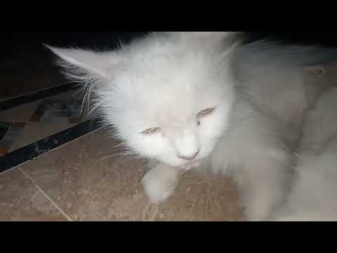 Baby Cats - Cute and Funny Cat Videos Compilation | Cute Kitten Video Compilation