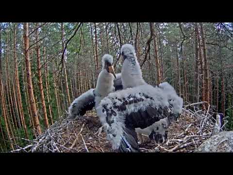 ~ JASTRZĄB PONOWNIE ATAKUJE POZOSTAŁE DWA MŁODE BOCIANY !!! - ESTONIA