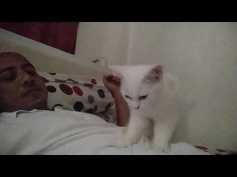 #shorts cat massage body ❤️❤️