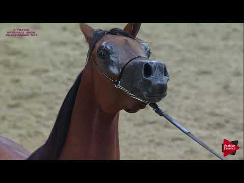 N 146 MAJEEDAH AL NASSER   21st Qatar National 2018   Fillies 2 years old Class 4B