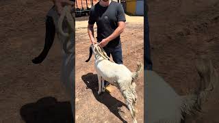 Nova integrante da fazenda , uma cabra orelhuda !!!