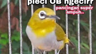 Download lagu Suara Pleci Ngecir mp3 Download lagu Suara Pleci Ngecir mp3