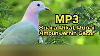 Download lagu Suara Burung Punai Paling jernih dan ampuh mp3 Download lagu Suara Burung Punai Paling jernih dan ampuh mp3