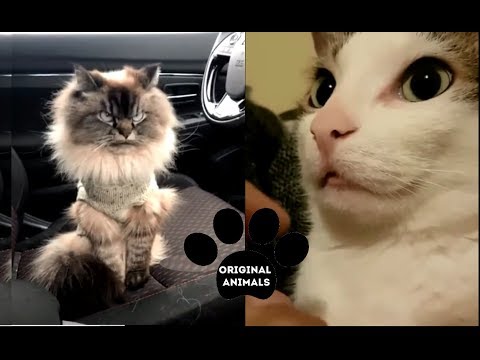 Original Animals #24. CUTE AND FUNNY ANIMALS VIDEO/ МИЛЫЕ И СМЕШНЫЕ ЖИВОТНЫЕ.
