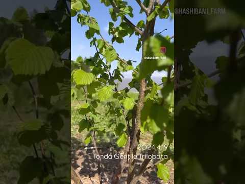 ヘーゼルナッツ、栽培されたヘーゼル 植物