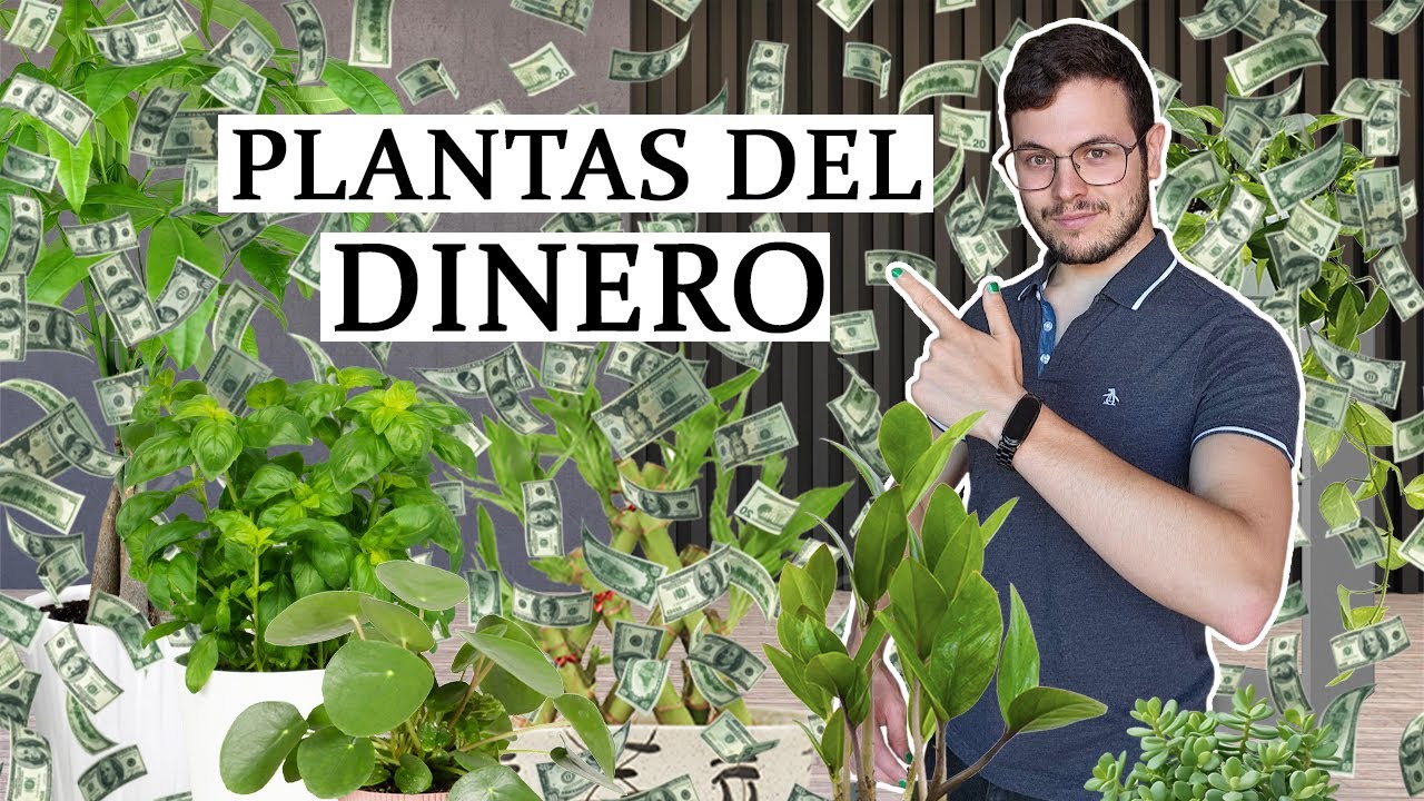 Las 8 plantas del dinero