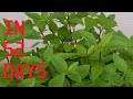 Growing Thai Basil from seeds in small container