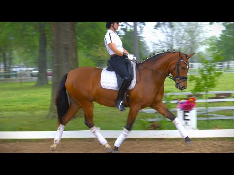 For Real M.R. 2022 Warmblood- Andalusian by For Deniro M.R. Bred by Woodlands Equeatrian Club.