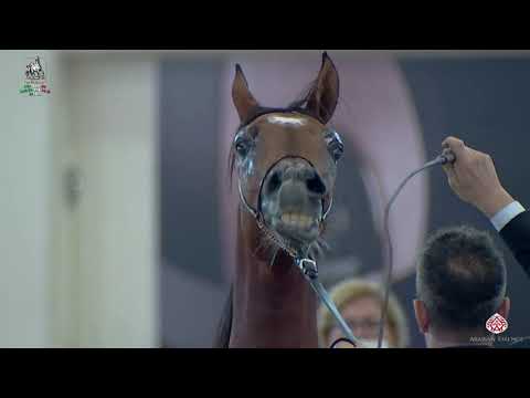 N 63 FADIAN DVA   Italian Nationals 2020   San Giovanni In Marignano   Yearling Colts Class 4B