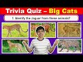 Big Cats QUIZ How Much Do YOU Know About Lion Tiger Jaguar Leopard Cheetah