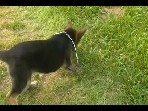 Kiaras Miss Waterlily Black and Tan Brindle Female Puppy